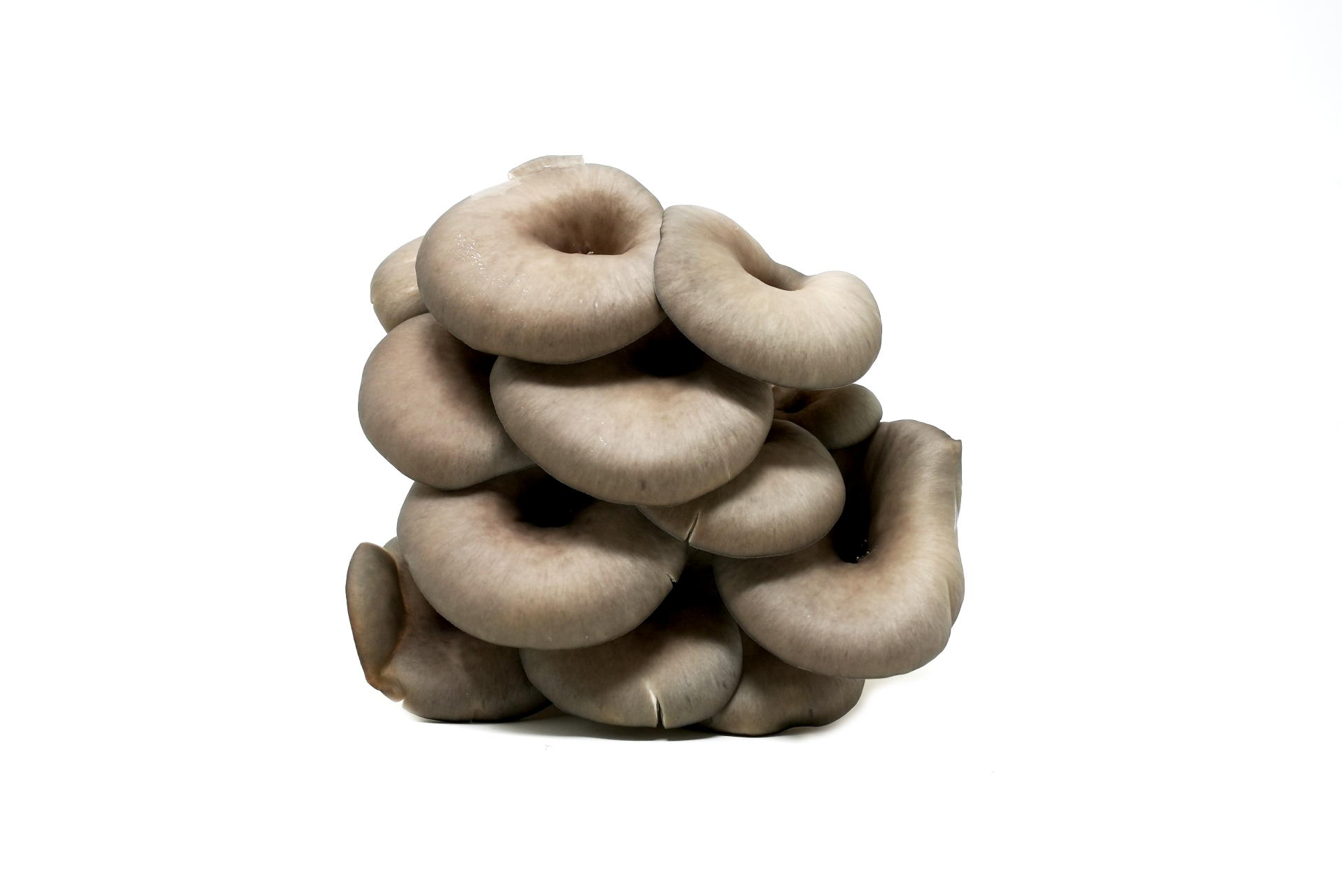Heartee (Ottawa Farmed) Mushrooms - 1/2lb Variety Pack (Assembled by MPO)